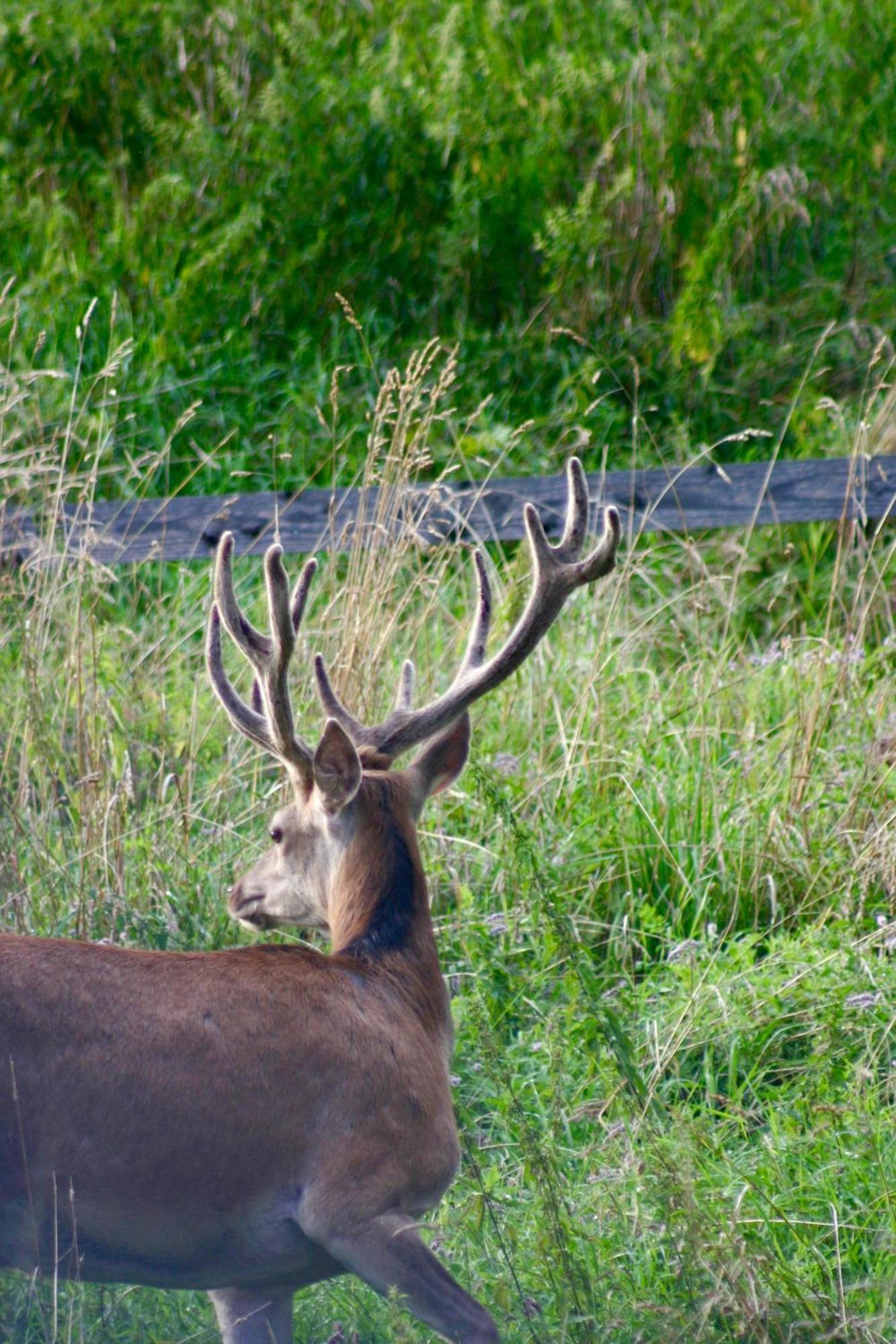 Brown Deer - Z Sauna Na Tarasie, Jacuzzi I Widokiem Na Gory - By Deer Hills Luxury Apartments Kocon Eksteriør bilde