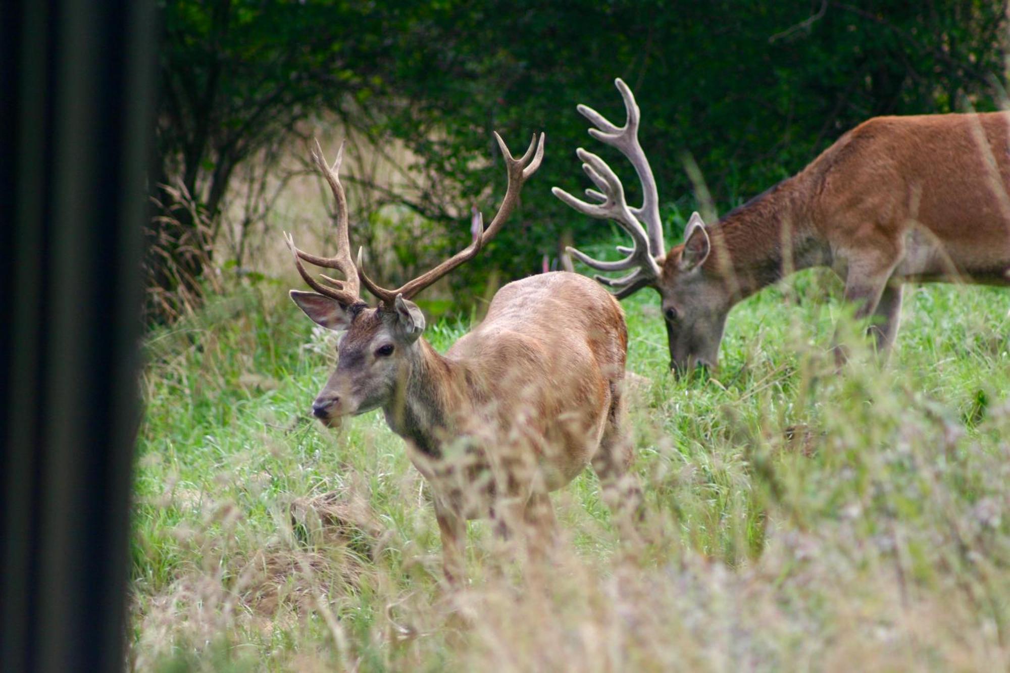 Brown Deer - Z Sauna Na Tarasie, Jacuzzi I Widokiem Na Gory - By Deer Hills Luxury Apartments Kocon Eksteriør bilde