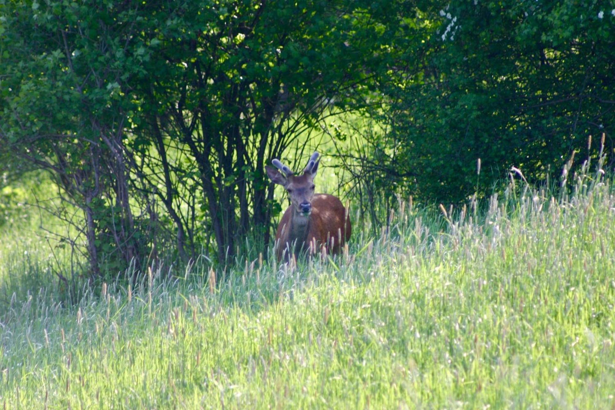 Brown Deer - Z Sauna Na Tarasie, Jacuzzi I Widokiem Na Gory - By Deer Hills Luxury Apartments Kocon Eksteriør bilde